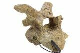 Hadrosaur (Edmontosaurus) Cervical Vertebra w/ Stand - Wyoming #377738-2